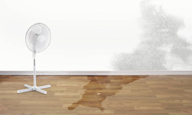 Best Mold removal after water damage  in Sully Square, VA